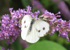 20130808 Large White